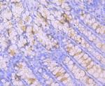 MUC2 Antibody in Immunohistochemistry (Paraffin) (IHC (P))