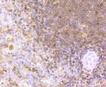 NFATC2 Antibody in Immunohistochemistry (Paraffin) (IHC (P))