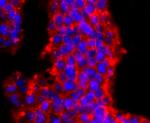 PRMT1 Antibody in Immunocytochemistry (ICC/IF)