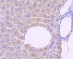 PRMT1 Antibody in Immunohistochemistry (Paraffin) (IHC (P))