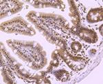 PRMT1 Antibody in Immunohistochemistry (Paraffin) (IHC (P))