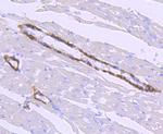 HAMP Antibody in Immunohistochemistry (Paraffin) (IHC (P))