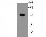 LIN28A Antibody in Western Blot (WB)