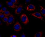 CXCL10 (IP-10) Antibody in Immunocytochemistry (ICC/IF)