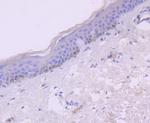 CXCL10 (IP-10) Antibody in Immunohistochemistry (Paraffin) (IHC (P))