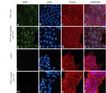 SFRP1 Antibody in Immunocytochemistry (ICC/IF)