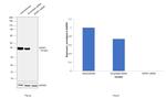 SFRP1 Antibody in Western Blot (WB)