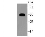 SFRP1 Antibody in Western Blot (WB)