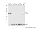 SFRP1 Antibody in Western Blot (WB)