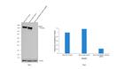 MSH6 Antibody in Western Blot (WB)