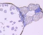 CaMKII delta Antibody in Immunohistochemistry (Paraffin) (IHC (P))