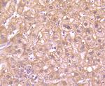 G6PD Antibody in Immunohistochemistry (Paraffin) (IHC (P))