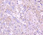 G6PD Antibody in Immunohistochemistry (Paraffin) (IHC (P))