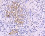 NFATC1 Antibody in Immunohistochemistry (Paraffin) (IHC (P))