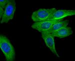 MRP2 Antibody in Immunocytochemistry (ICC/IF)