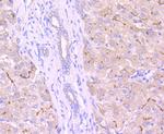 MRP2 Antibody in Immunohistochemistry (Paraffin) (IHC (P))