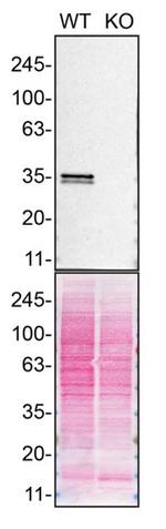 hnRNP A1 Antibody in Western Blot (WB)