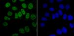 hnRNP A1 Antibody in Immunocytochemistry (ICC/IF)