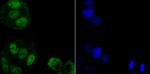 hnRNP A1 Antibody in Immunocytochemistry (ICC/IF)