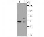 hnRNP A1 Antibody in Western Blot (WB)