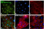 MRP1 Antibody