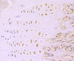 Aggrecan Antibody in Immunohistochemistry (Paraffin) (IHC (P))