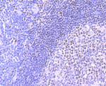 MEF2A Antibody in Immunohistochemistry (Paraffin) (IHC (P))