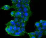 GOLPH2 Antibody in Immunocytochemistry (ICC/IF)