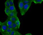 GOLPH2 Antibody in Immunocytochemistry (ICC/IF)