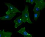 GOLPH2 Antibody in Immunocytochemistry (ICC/IF)