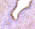 GOLPH2 Antibody in Immunohistochemistry (Paraffin) (IHC (P))