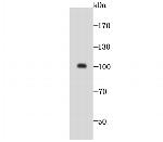 GOLPH2 Antibody in Western Blot (WB)