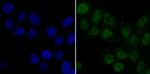 PDK1 Antibody in Immunocytochemistry (ICC/IF)