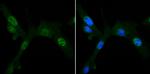 PDK1 Antibody in Immunocytochemistry (ICC/IF)