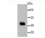 PDK1 Antibody in Western Blot (WB)