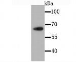 CDT1 Antibody in Western Blot (WB)