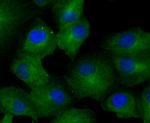 GCN2 Antibody in Immunocytochemistry (ICC/IF)