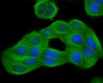 GCN2 Antibody in Immunocytochemistry (ICC/IF)