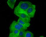 GCN2 Antibody in Immunocytochemistry (ICC/IF)