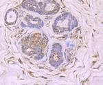 GCN2 Antibody in Immunohistochemistry (Paraffin) (IHC (P))