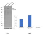 GCN2 Antibody in Western Blot (WB)