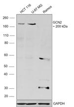 GCN2 Antibody in Western Blot (WB)