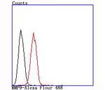 MMP9 Antibody in Flow Cytometry (Flow)