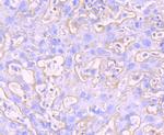 MMP9 Antibody in Immunohistochemistry (Paraffin) (IHC (P))