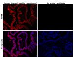 CD39 Antibody in Immunohistochemistry (Paraffin) (IHC (P))