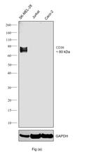 CD39 Antibody