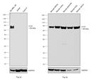 CD39 Antibody in Western Blot (WB)