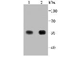 TrxR1 Antibody in Western Blot (WB)