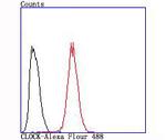 CLOCK Antibody in Flow Cytometry (Flow)