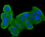 CLOCK Antibody in Immunocytochemistry (ICC/IF)